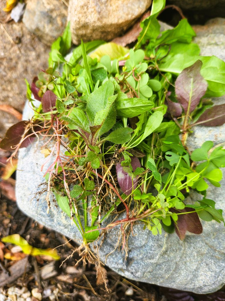 Little Weeds