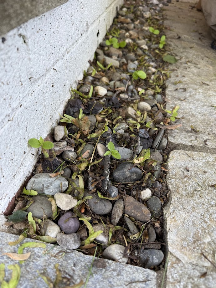 Little Weeds in a rock bed